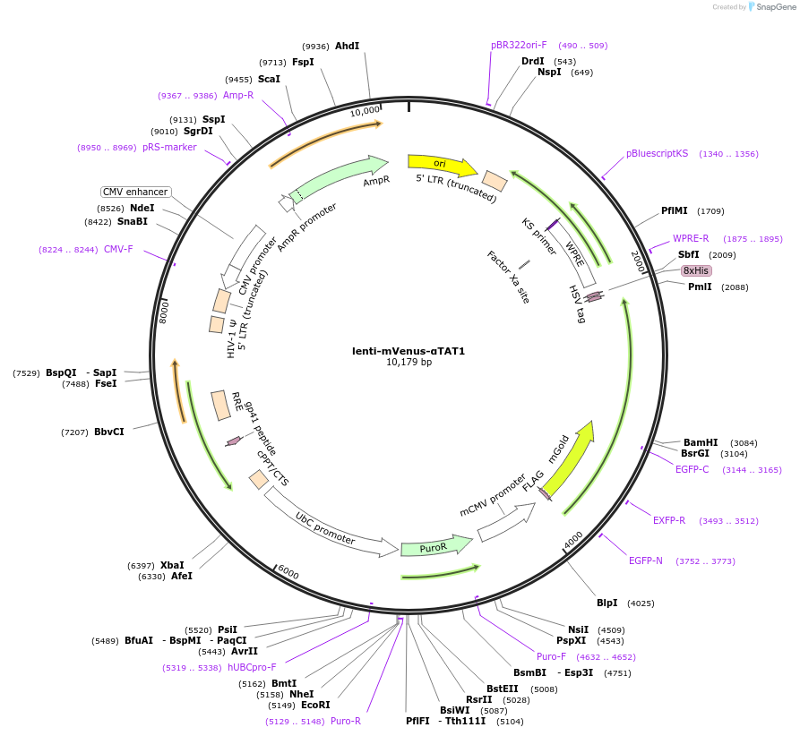 255918-plasmid-map-sequence-id-511601