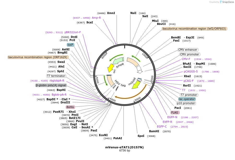 255917-plasmid-map-sequence-id-511604