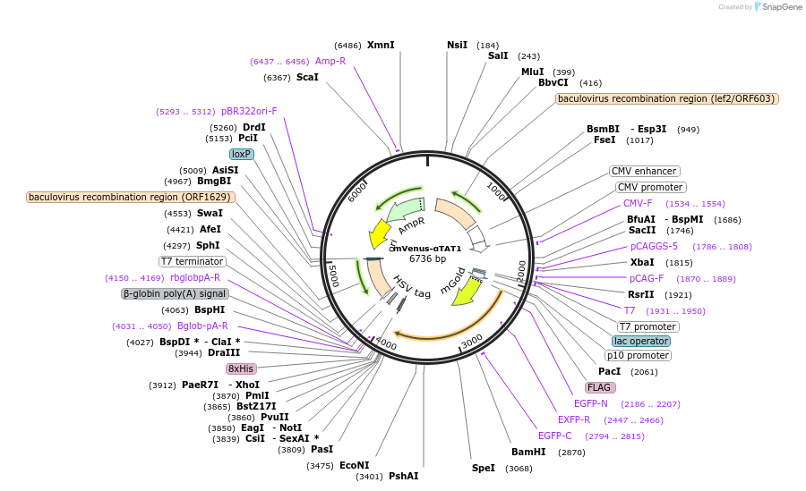 255916-plasmid-map-sequence-id-511605