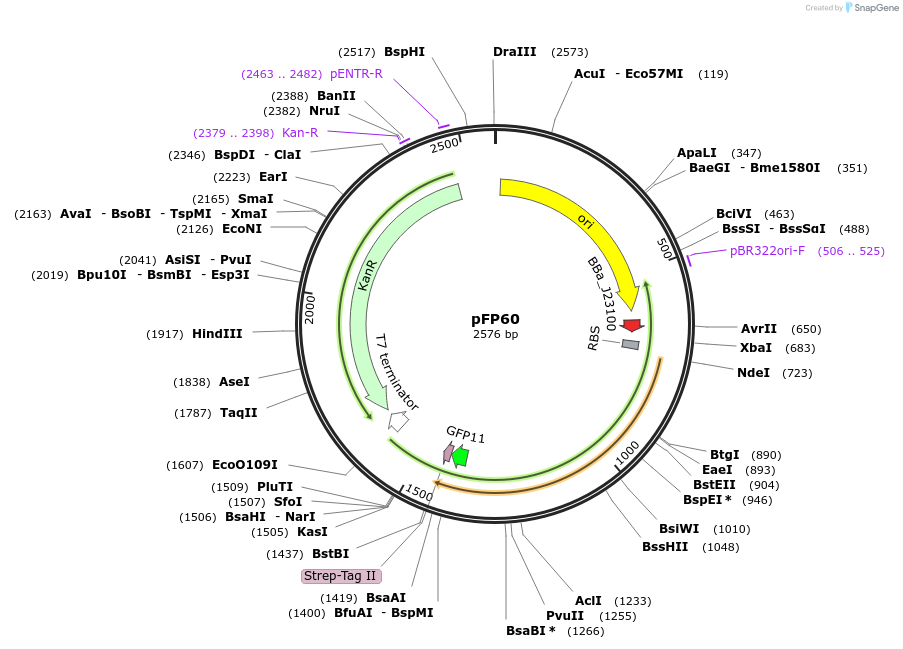 247216-plasmid-map-sequence-id-511631