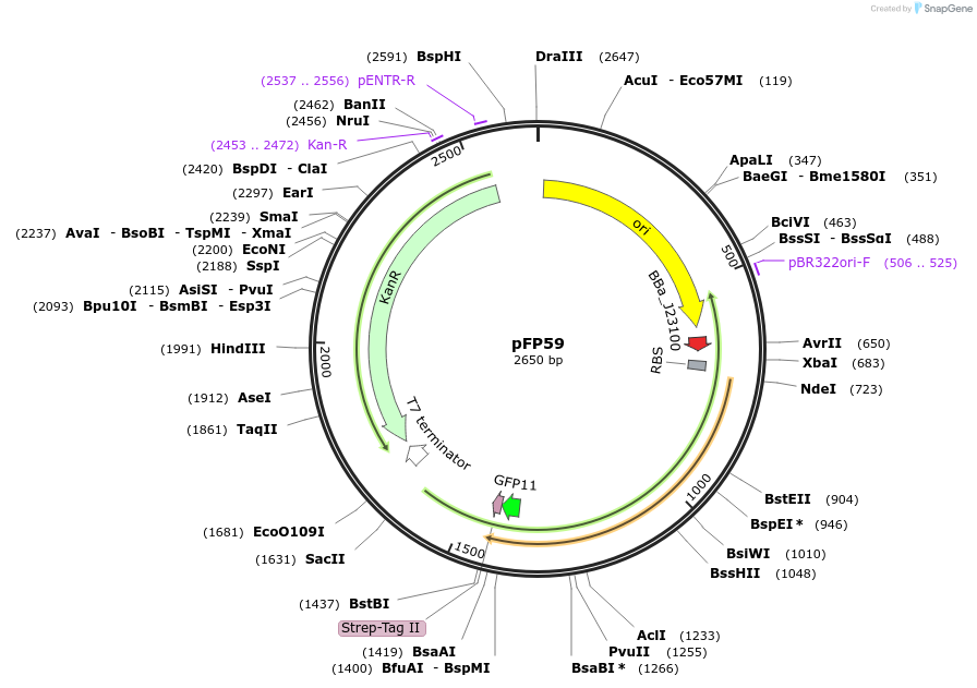 247215-plasmid-map-sequence-id-511632