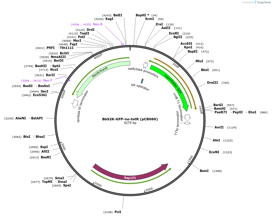 254870-plasmid-map-sequence-id-511669