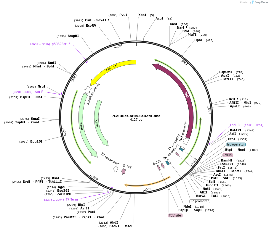 254901-plasmid-map-sequence-id-511670