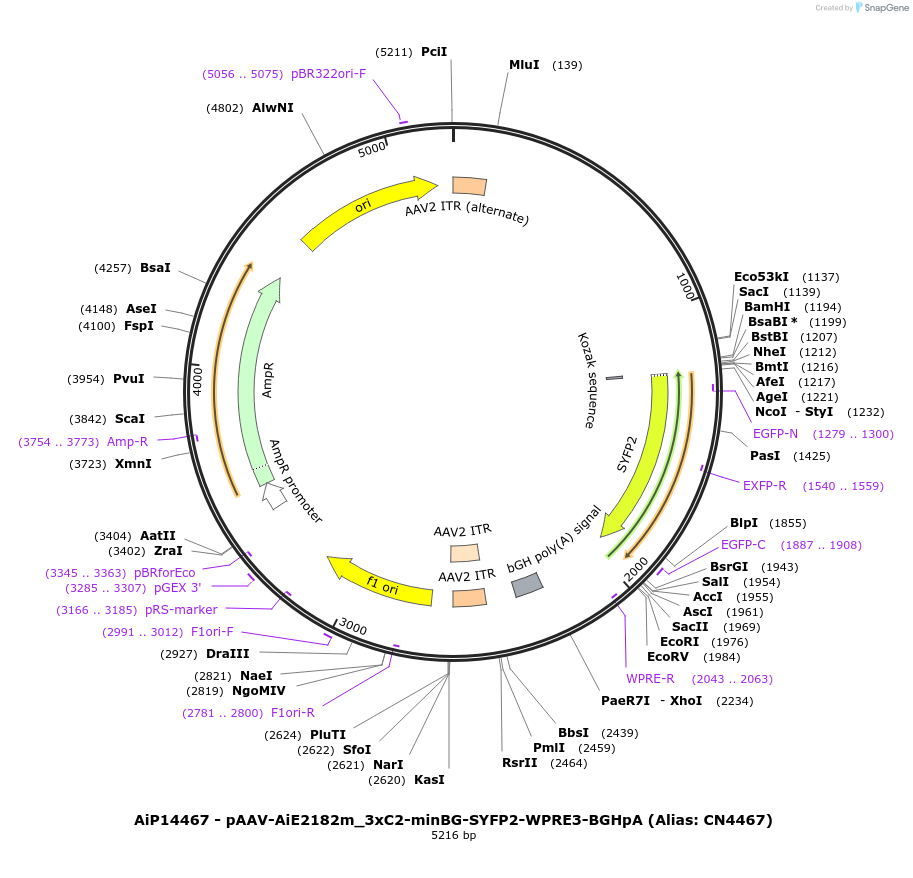 224043-plasmid-map-sequence-id-511680