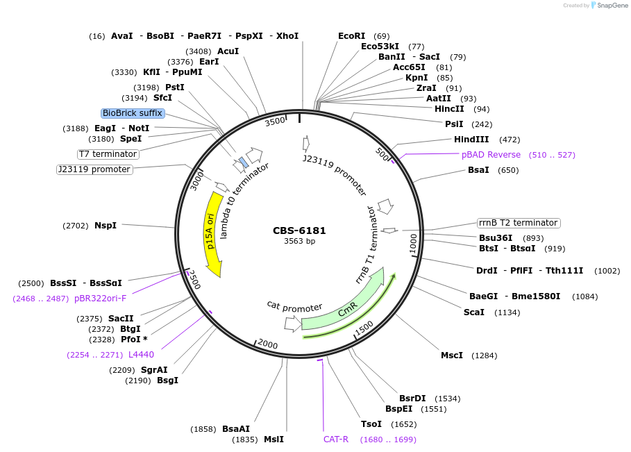 253631-plasmid-map-sequence-id-511696