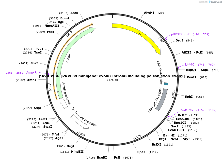 254879-plasmid-map-sequence-id-511707