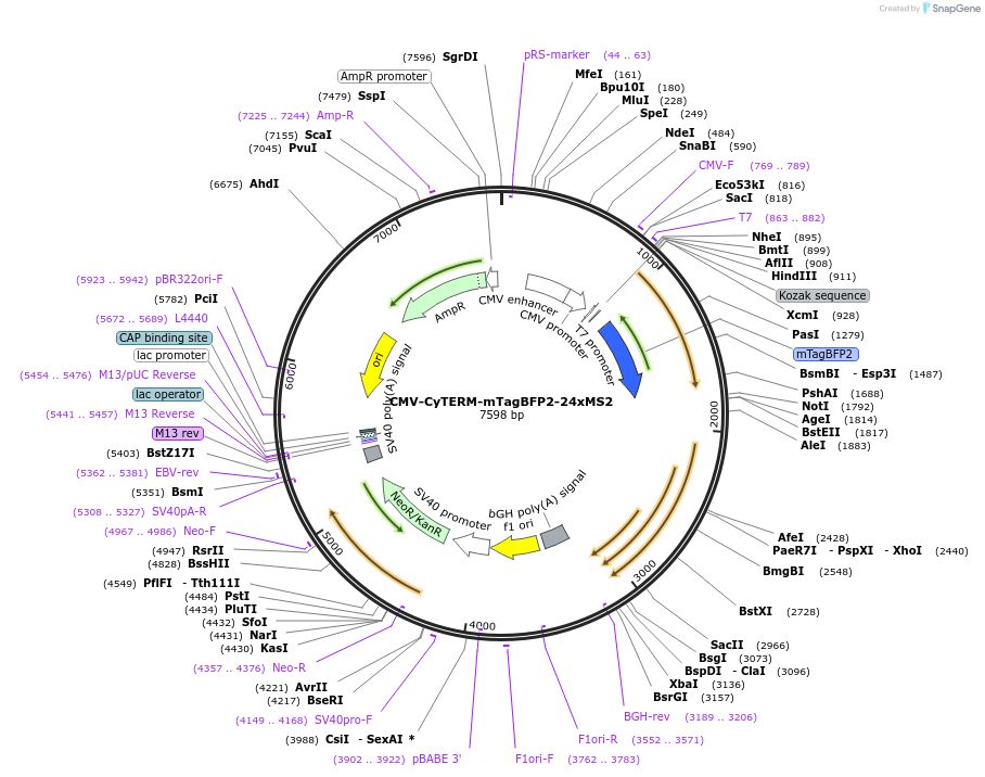 254843-plasmid-map-sequence-id-511713