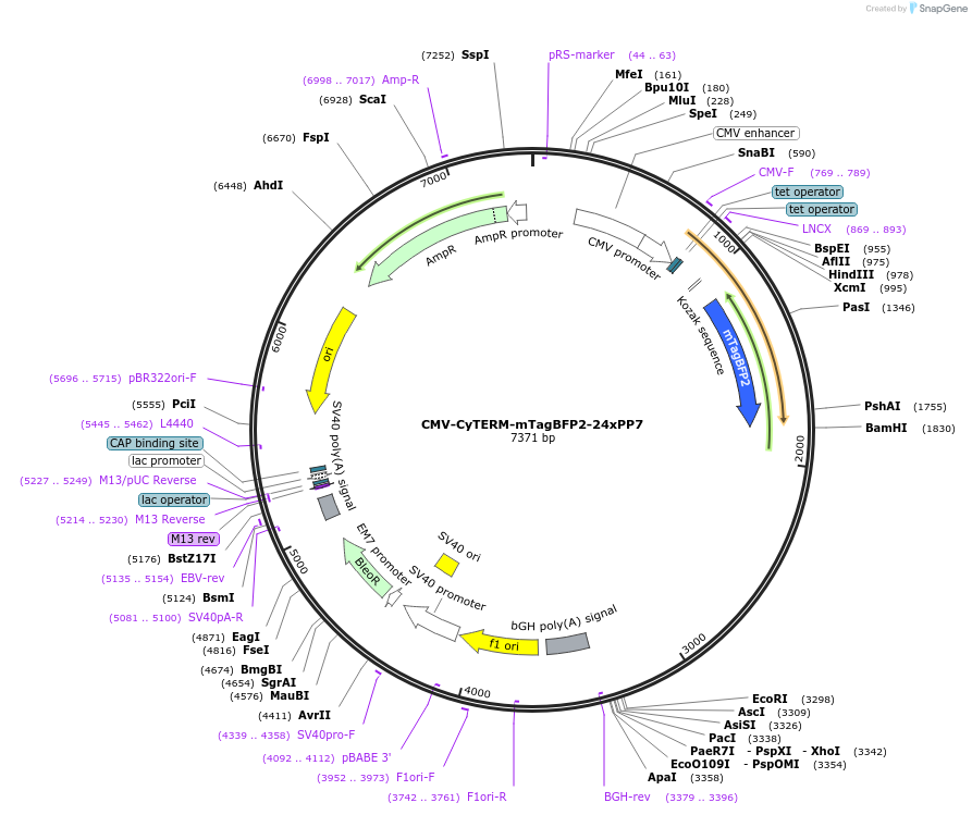 254845-plasmid-map-sequence-id-511716