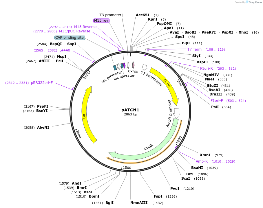 39274-plasmid-map-sequence-id-51172