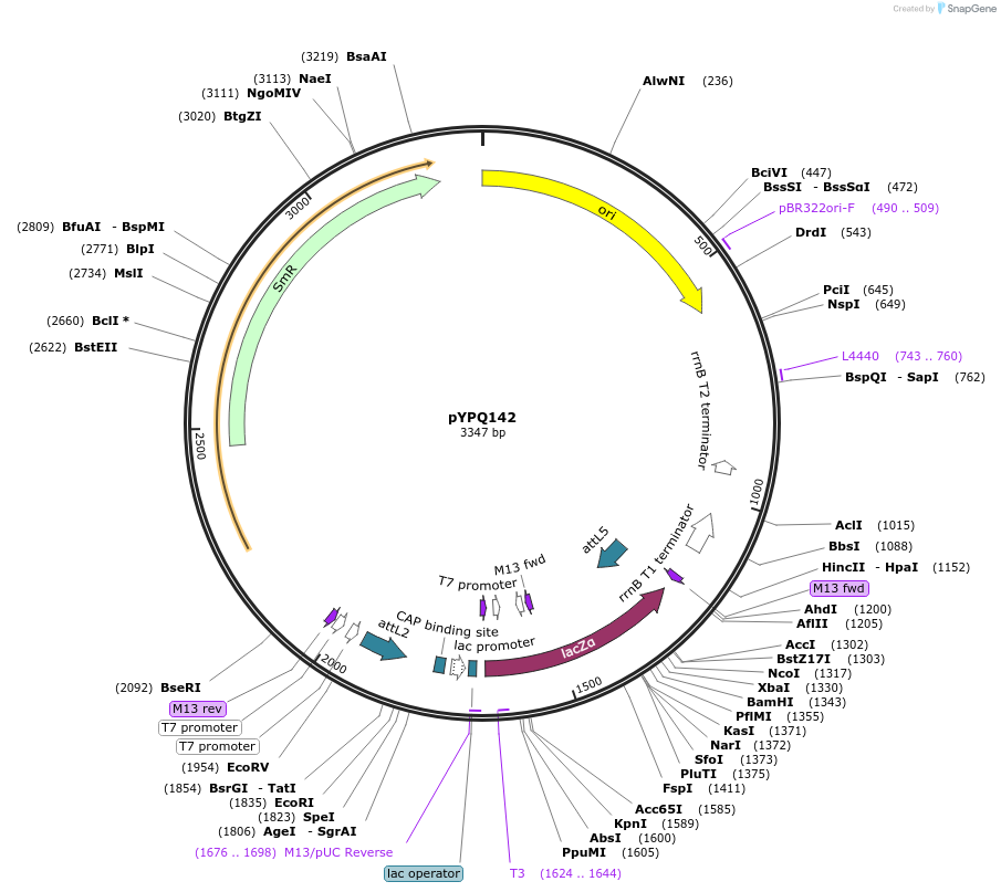 69294-plasmid-map-sequence-id-511728