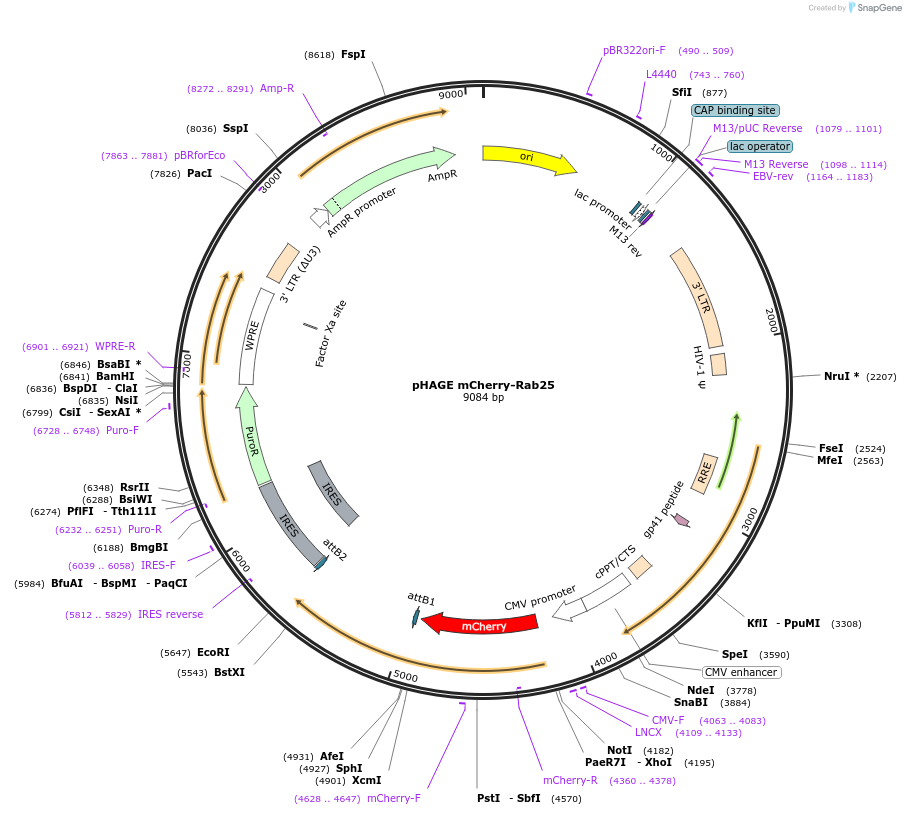 228039-plasmid-map-sequence-id-511737