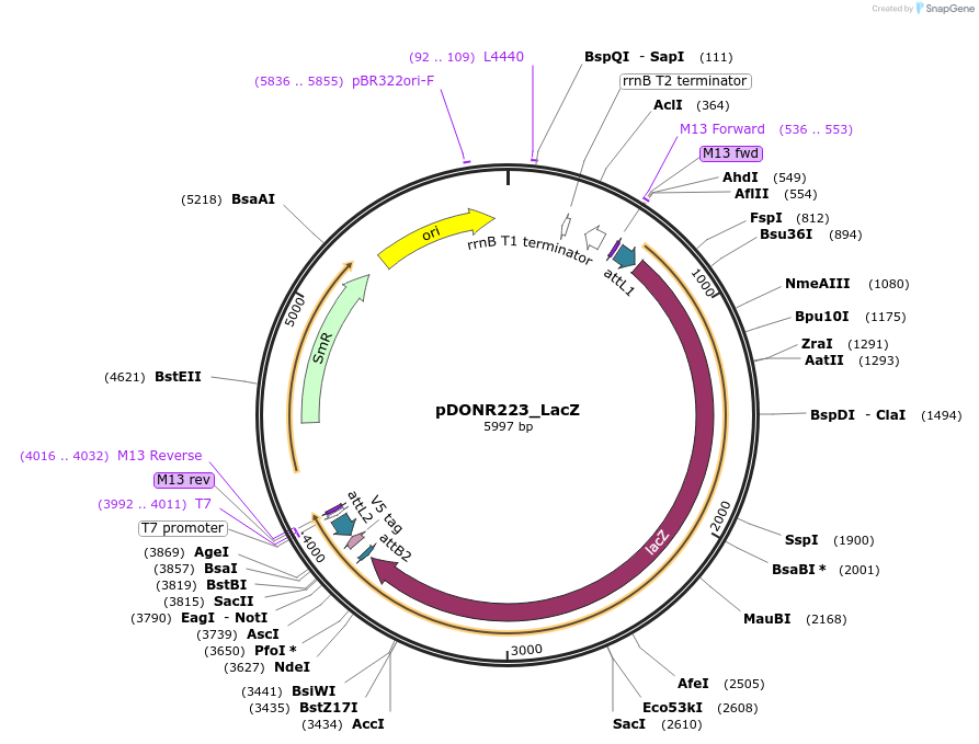 25893-plasmid-map-sequence-id-511832