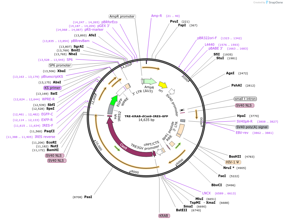 85556-plasmid-map-sequence-id-511839