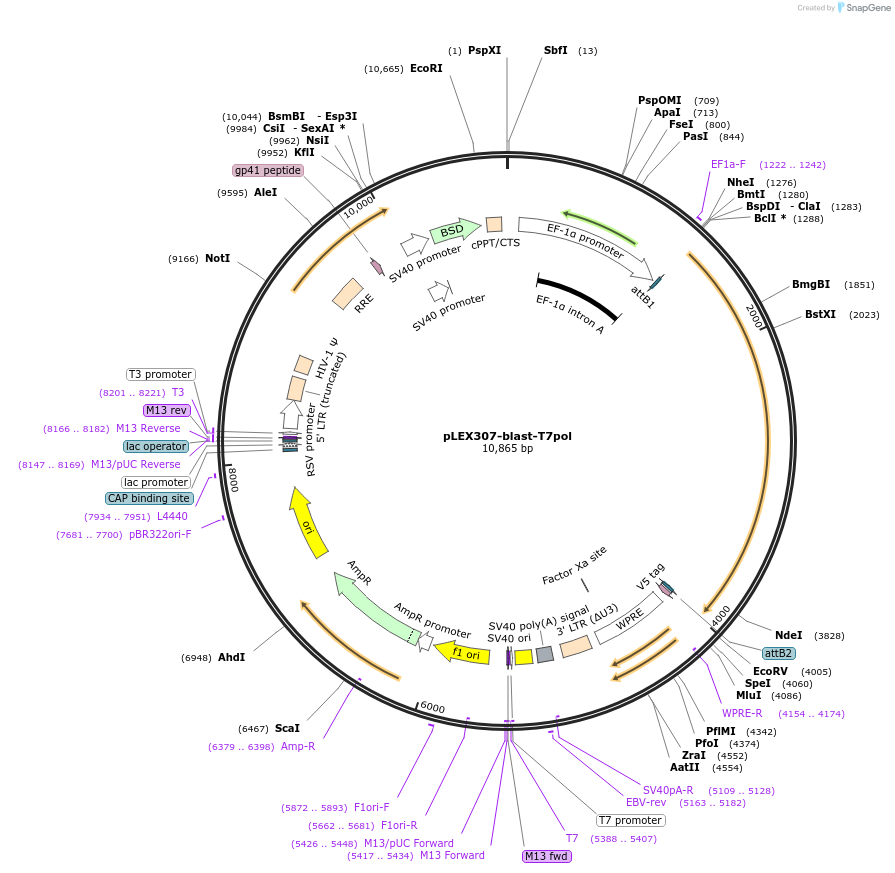 255667-plasmid-map-sequence-id-512027