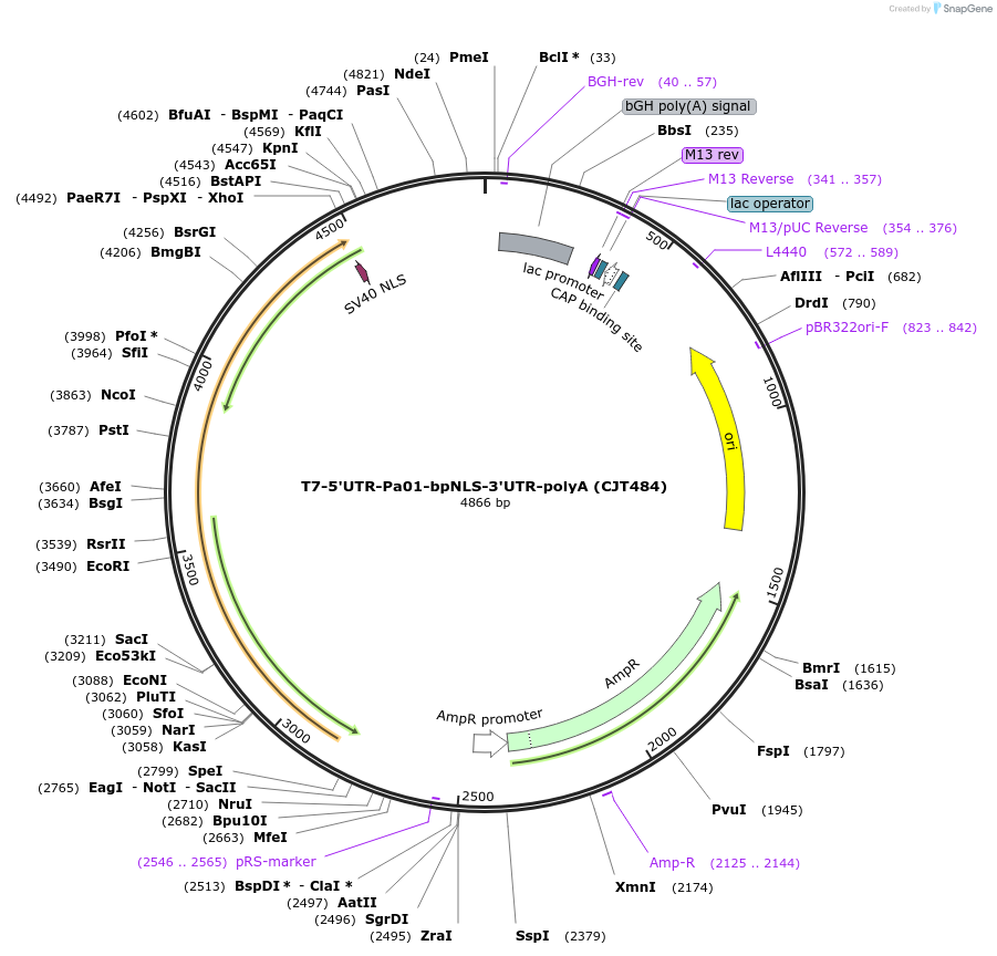 248218-plasmid-map-sequence-id-512120