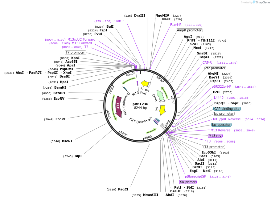 256744-plasmid-map-sequence-id-512154
