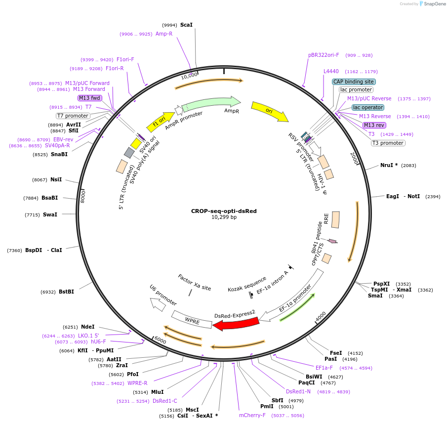 201999-plasmid-map-sequence-id-512177
