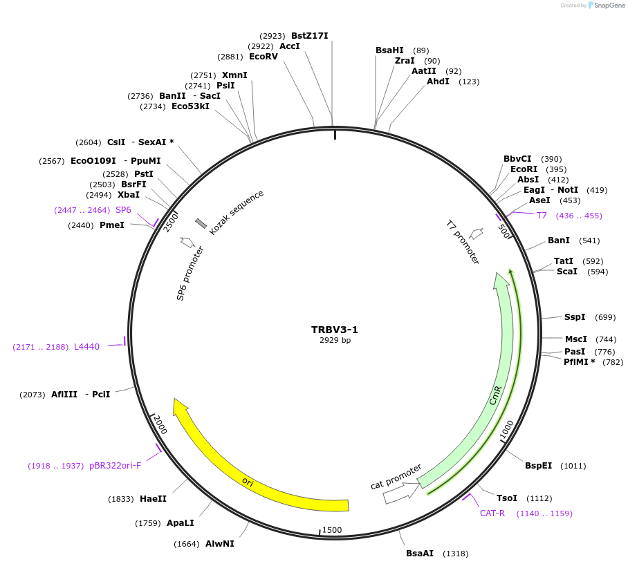 237904-plasmid-map-sequence-id-512178