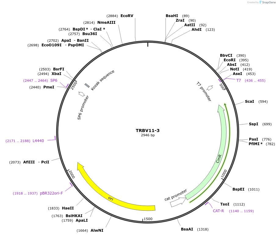 237934-plasmid-map-sequence-id-512180