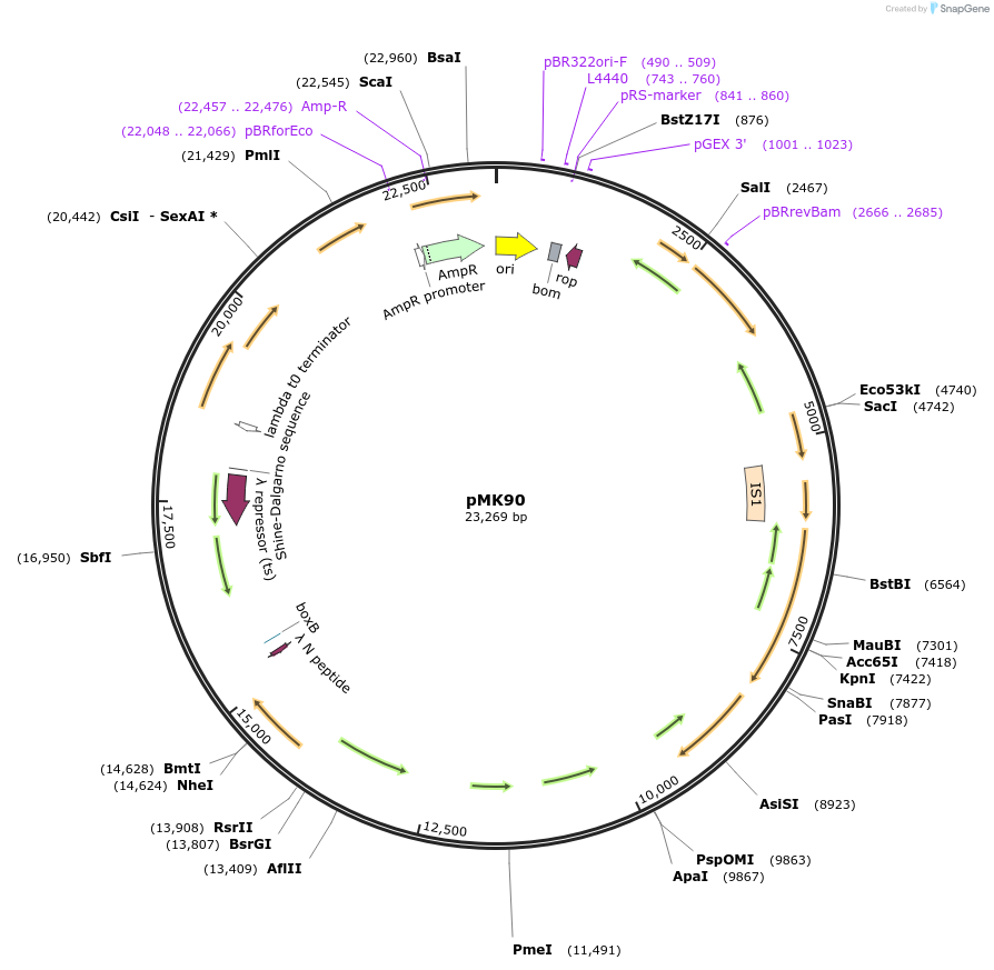 13323-plasmid-map-sequence-id-512204