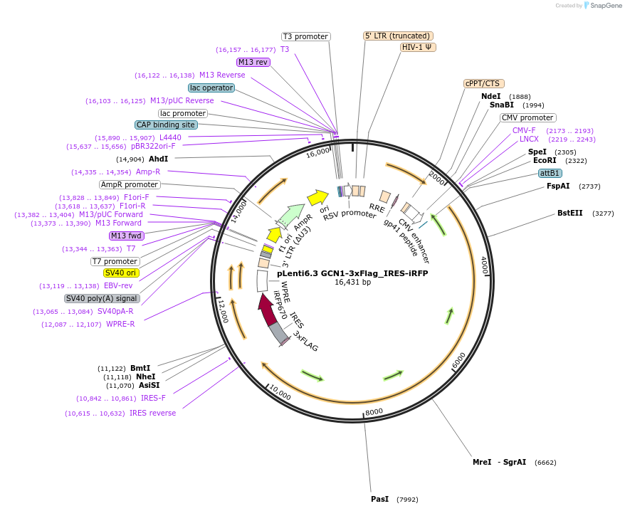 198388-plasmid-map-sequence-id-512313