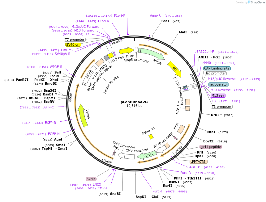 40179-plasmid-map-sequence-id-51233