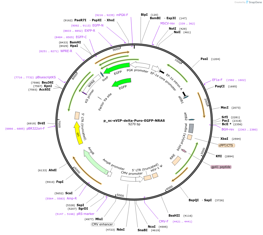 249469-plasmid-map-sequence-id-512339