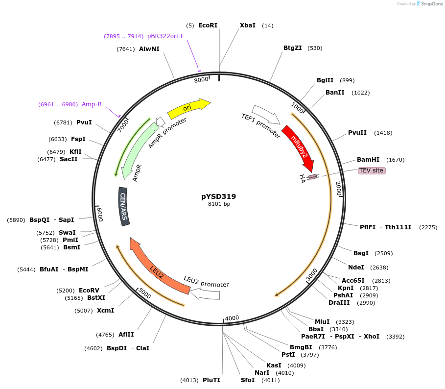 253036-plasmid-map-sequence-id-512340