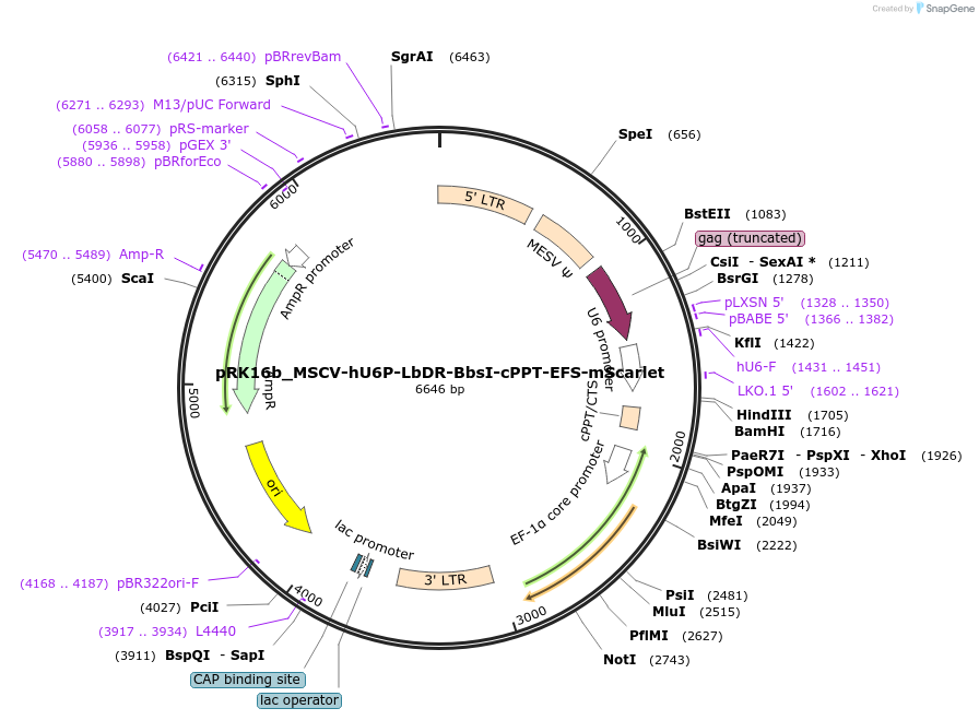 256632-plasmid-map-sequence-id-512347
