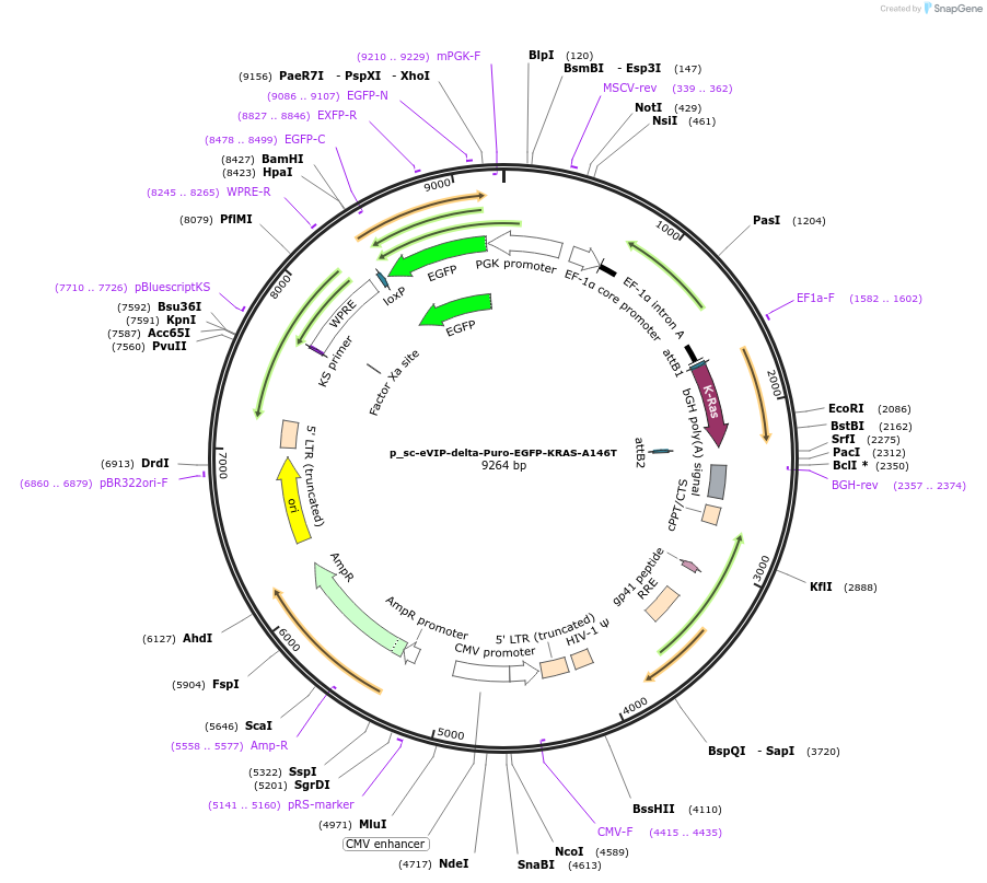 249460-plasmid-map-sequence-id-512367