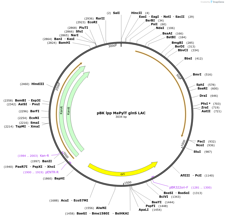 253743-plasmid-map-sequence-id-512386