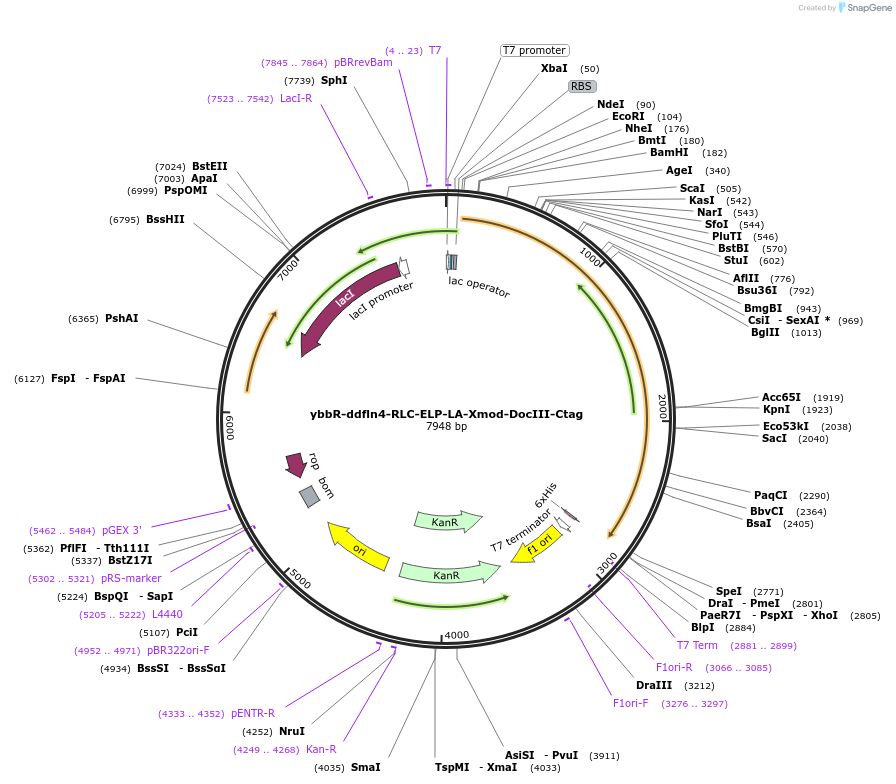 257336-plasmid-map-sequence-id-512392