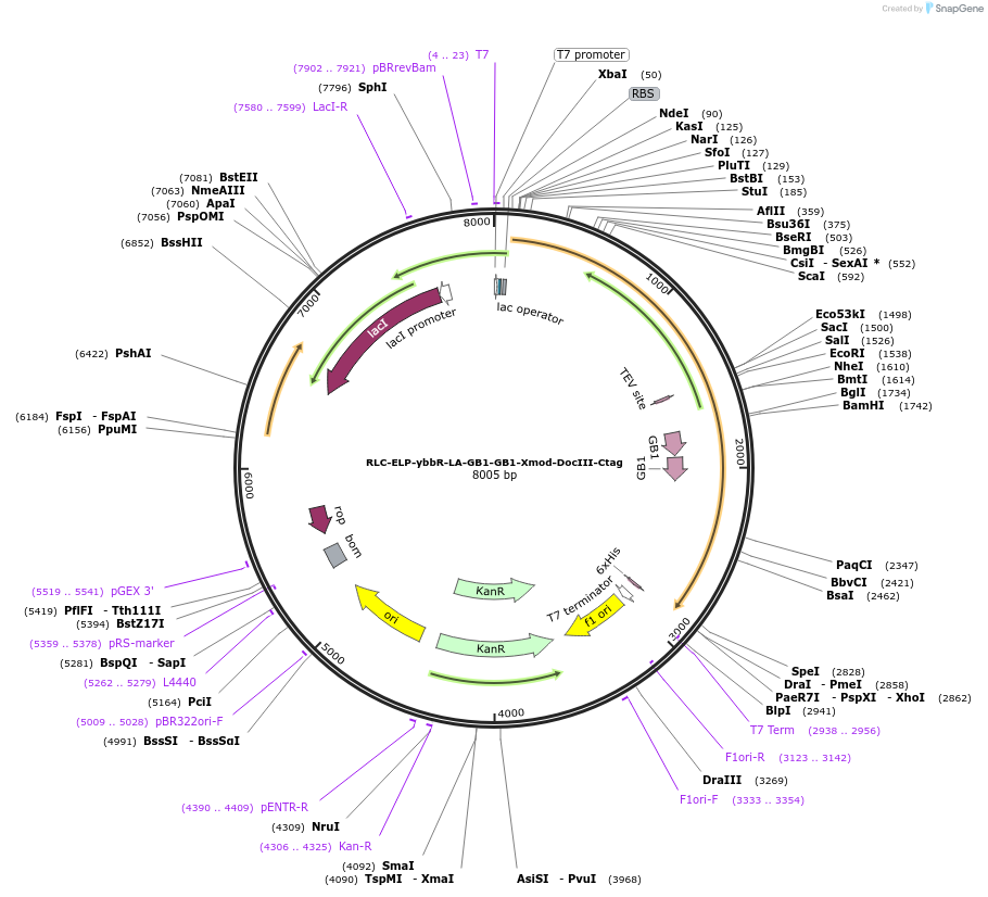 257334-plasmid-map-sequence-id-512397