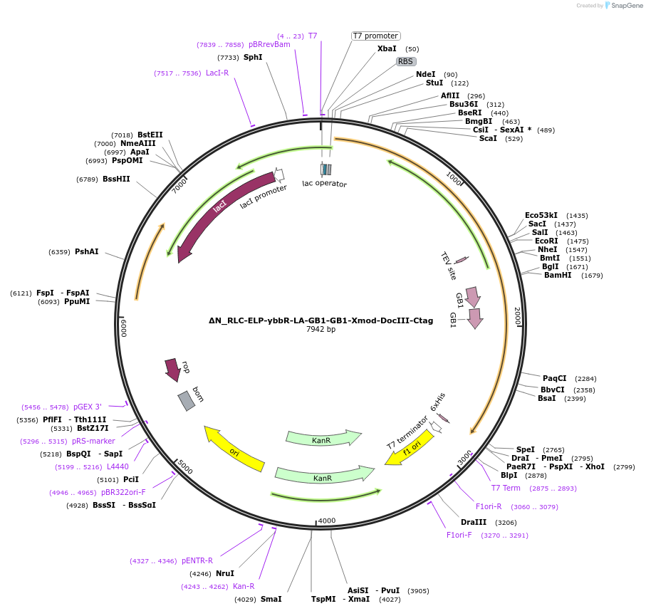 257337-plasmid-map-sequence-id-512398