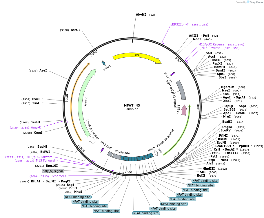 255904-plasmid-map-sequence-id-512415