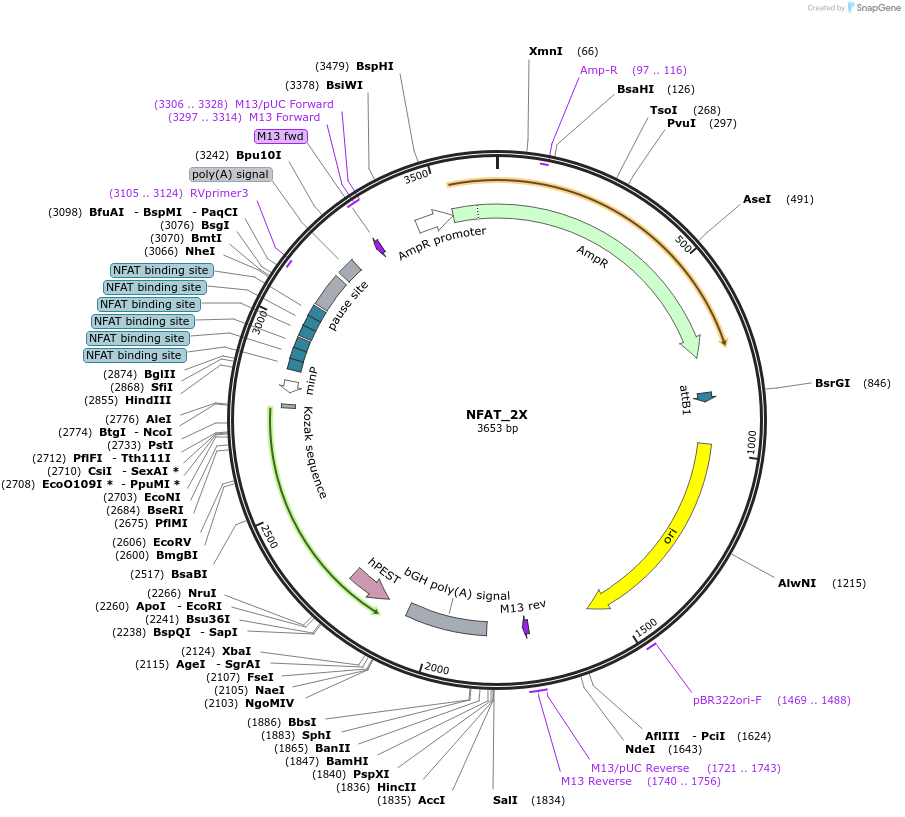 256475-plasmid-map-sequence-id-512416