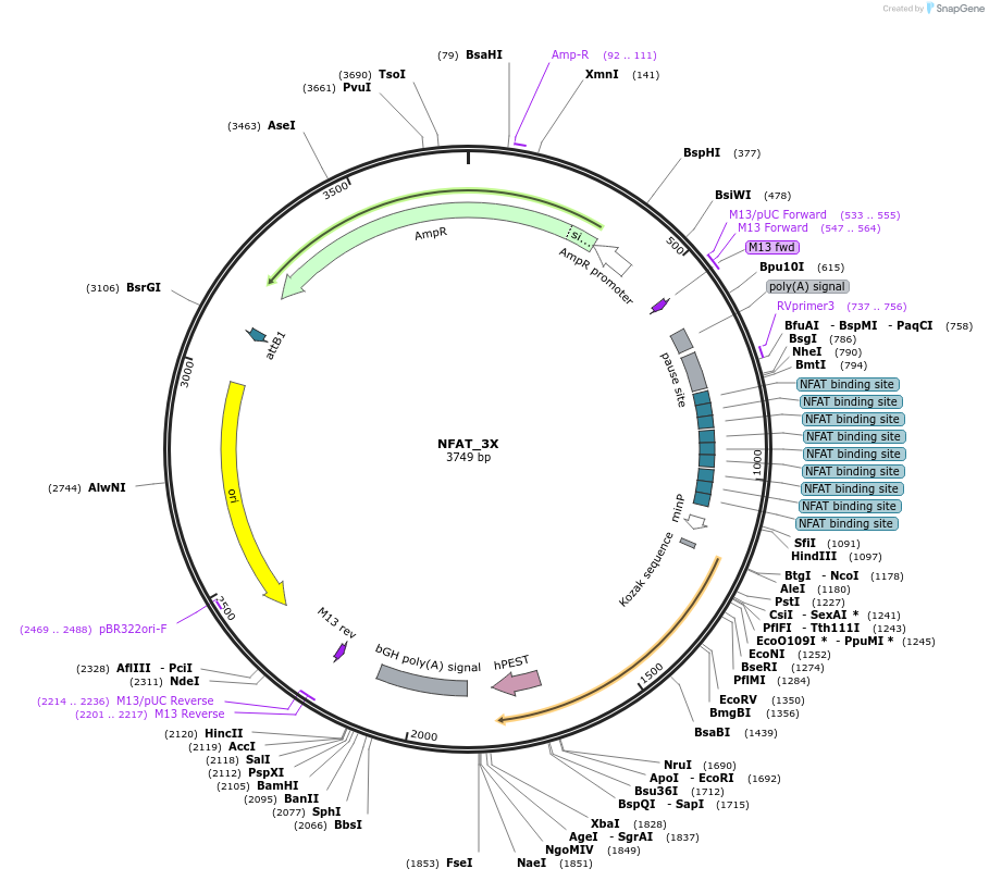 255903-plasmid-map-sequence-id-512417