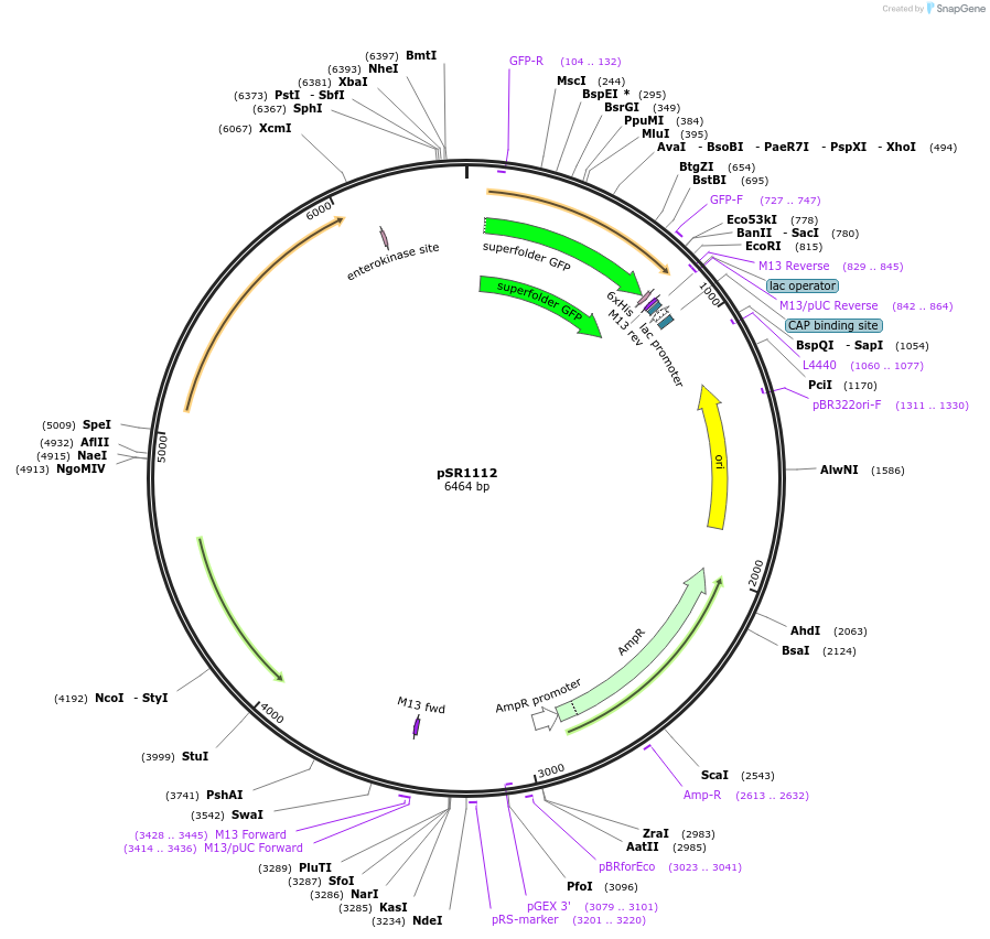 252537-plasmid-map-sequence-id-512418