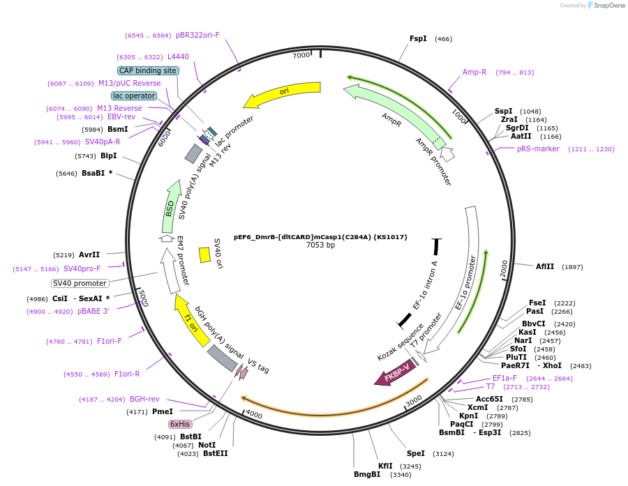 254939-plasmid-map-sequence-id-512420