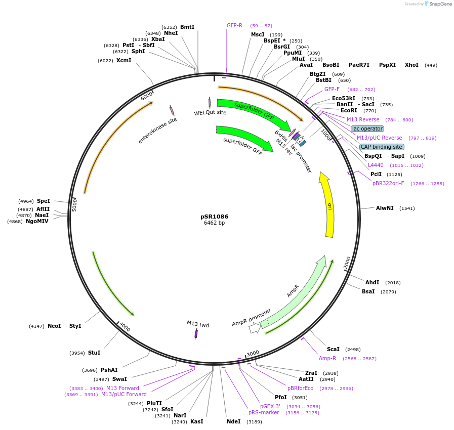 252534-plasmid-map-sequence-id-512421