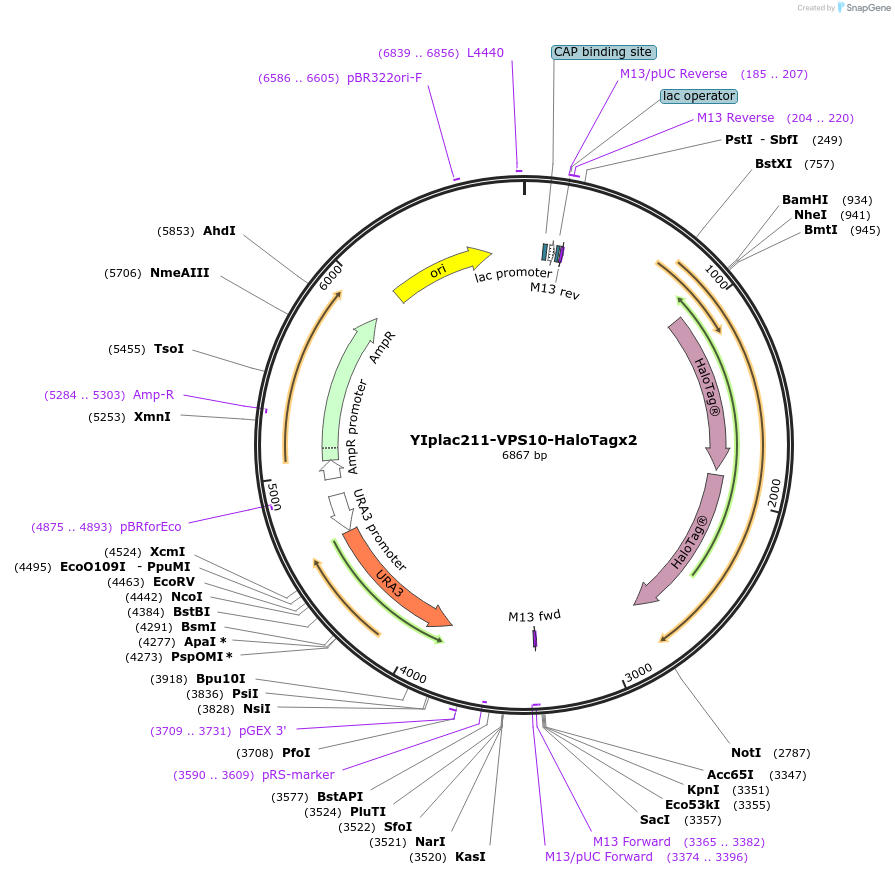 255064-plasmid-map-sequence-id-512493