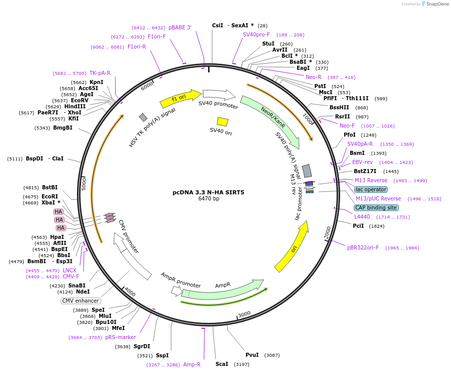246165-plasmid-map-sequence-id-512497