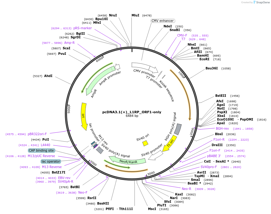 255273-plasmid-map-sequence-id-512503