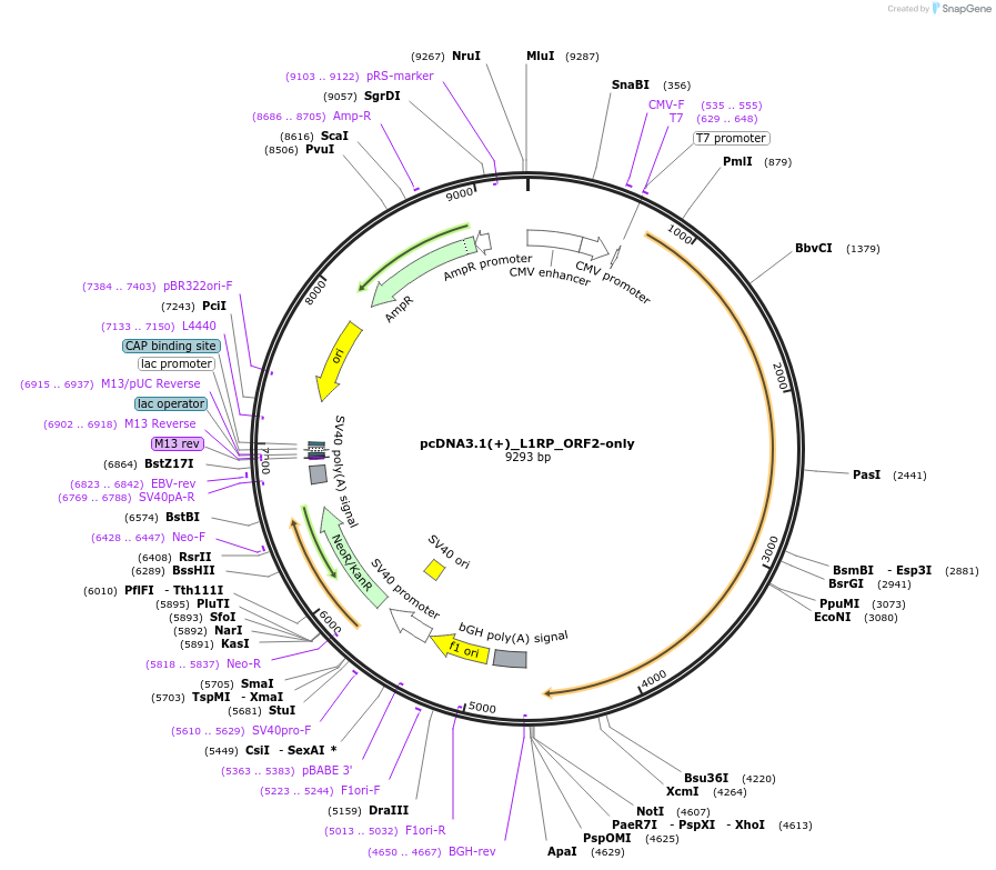 255274-plasmid-map-sequence-id-512504