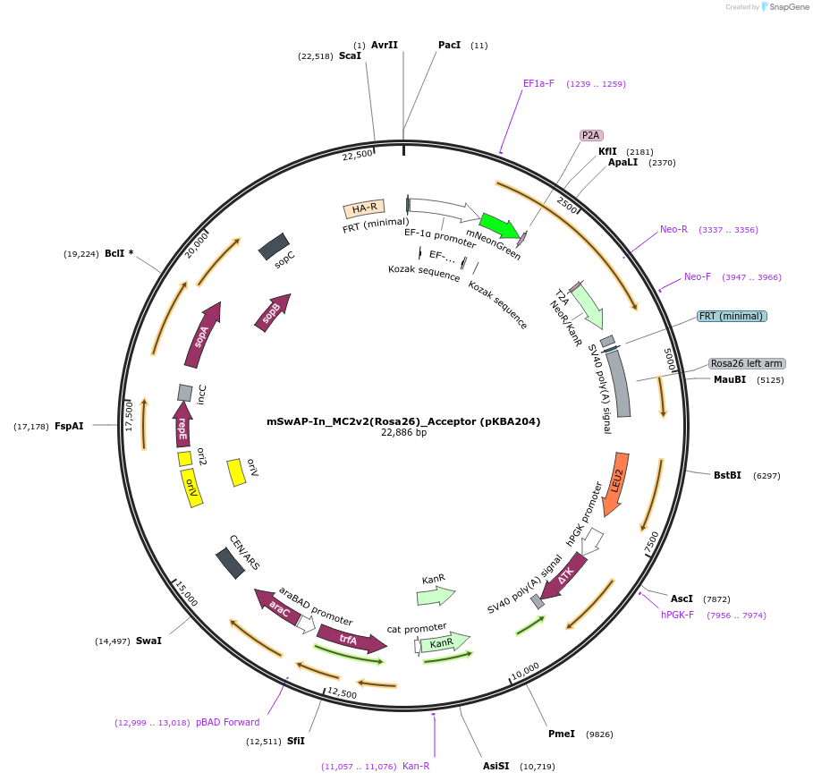 254036-plasmid-map-sequence-id-512529