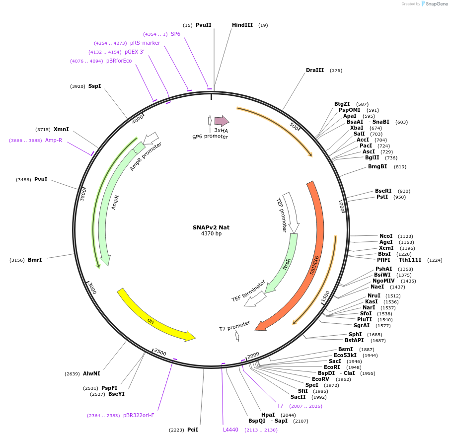 254398-plasmid-map-sequence-id-512530