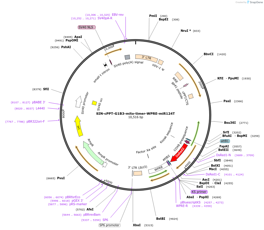 245073-plasmid-map-sequence-id-512534