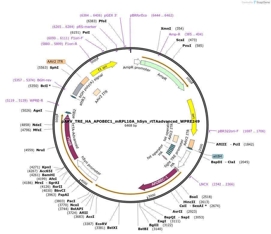 255698-plasmid-map-sequence-id-512572