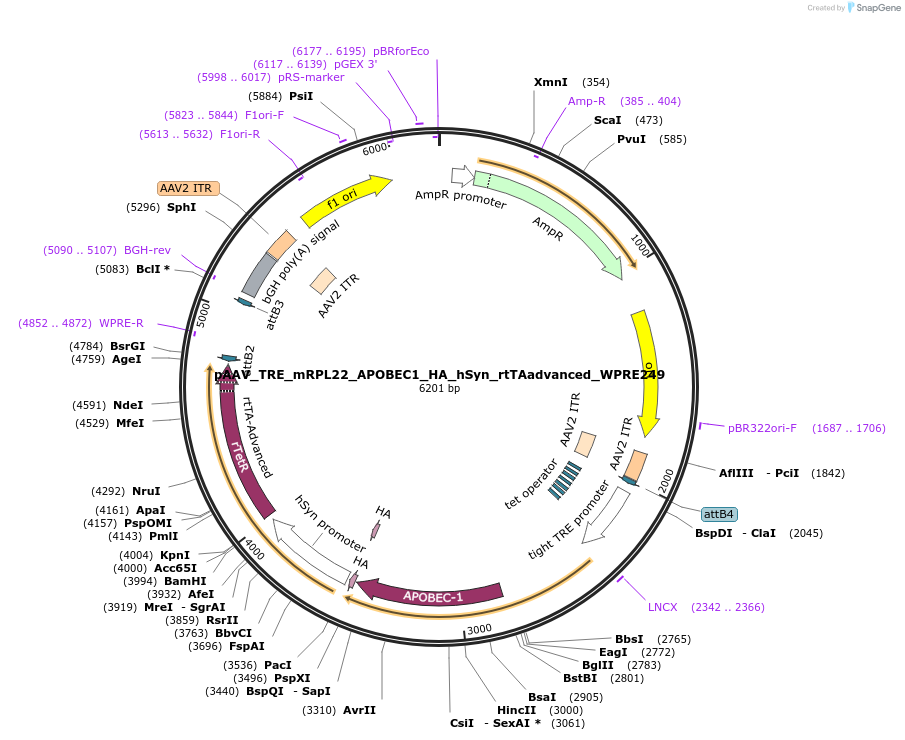 255699-plasmid-map-sequence-id-512575
