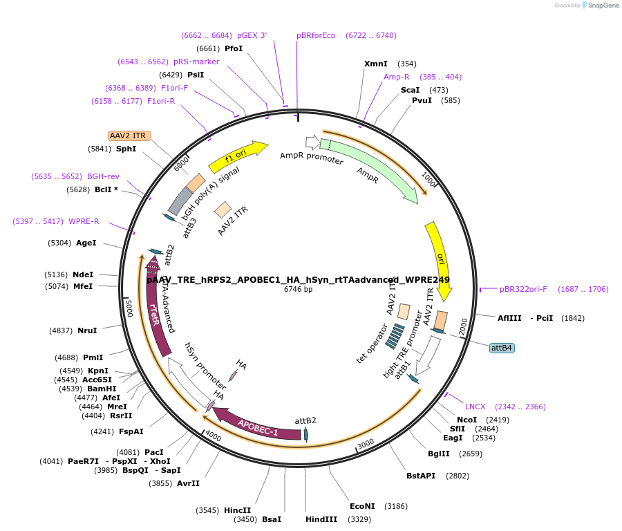 255697-plasmid-map-sequence-id-512582